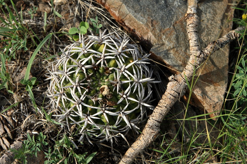 G. castellanosii subsp. ferocius VoS 858