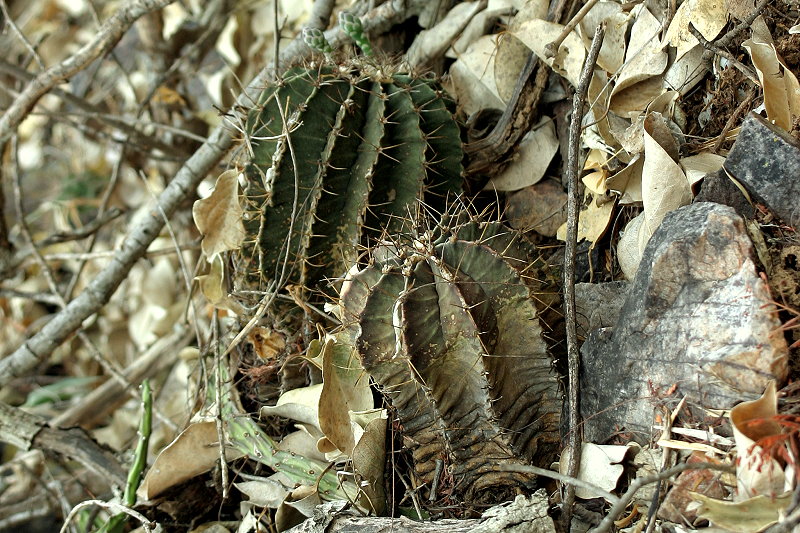 The genus Gymnocalycium