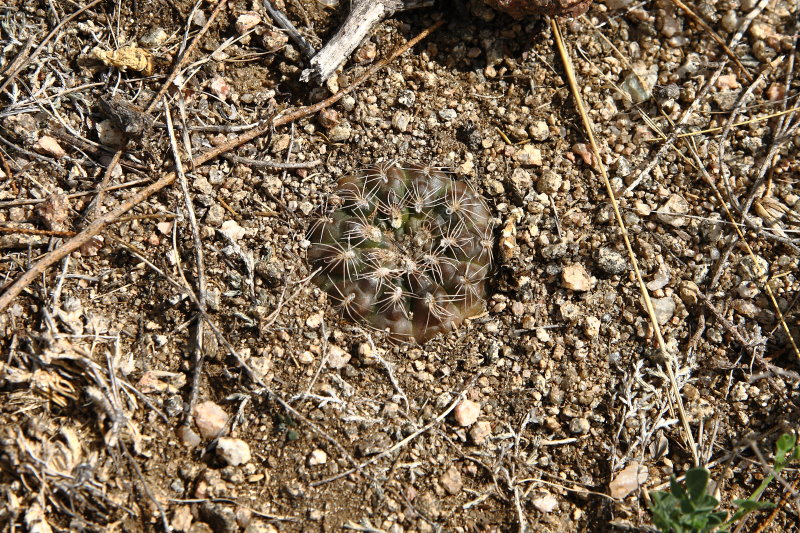 G. parvulum subsp. amoenum VoS 884