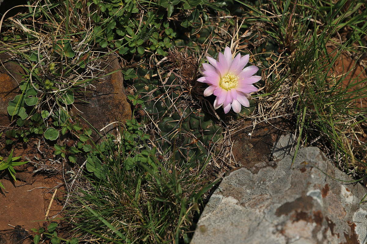 G. uruguayense var. roseiflorum VoS 2974