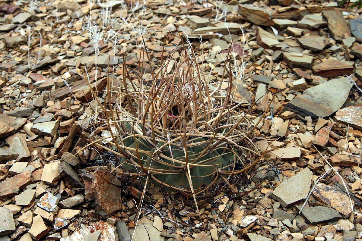 G. cardenasianum subsp. pseudoarmatum VoS 1000