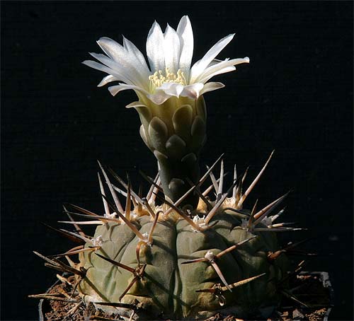 Gymnocalycium riojense ssp. paucispinum STO 273