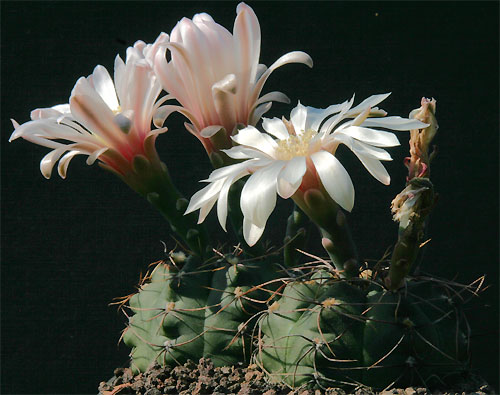 Gymnocalycium spec. STO 492