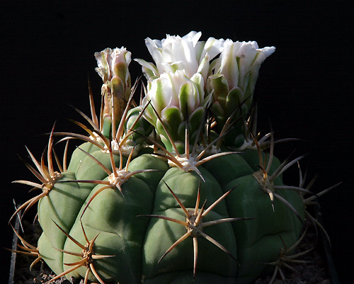 Gymnocalycium zegarrae VoS 77