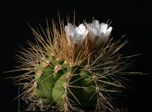 Gymnocalycium chacoense STO 990