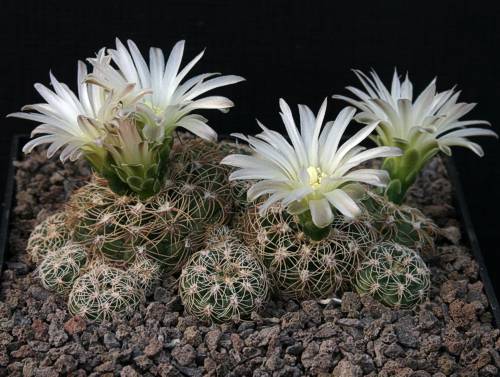 Gymnocalycium bruchii subsp. susannae GN 216/620