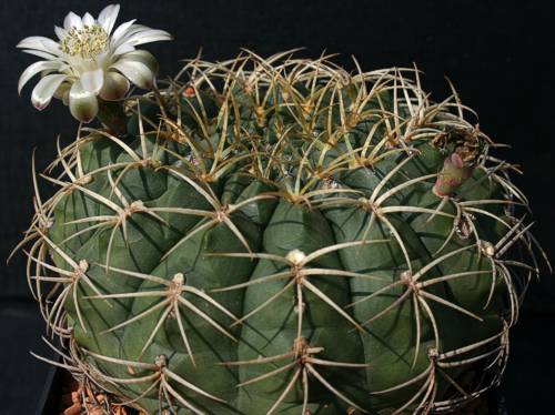 Gymnocalycium hamatum VoS 67