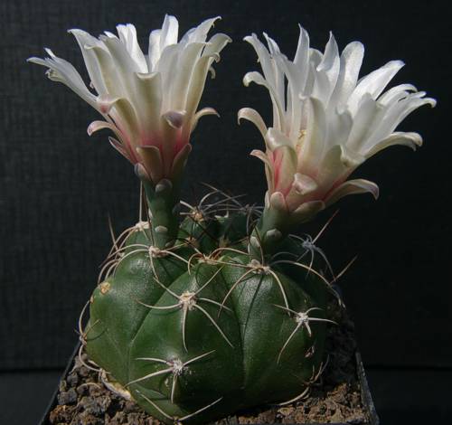 Gymnocalycium fleischerianum VoS 30