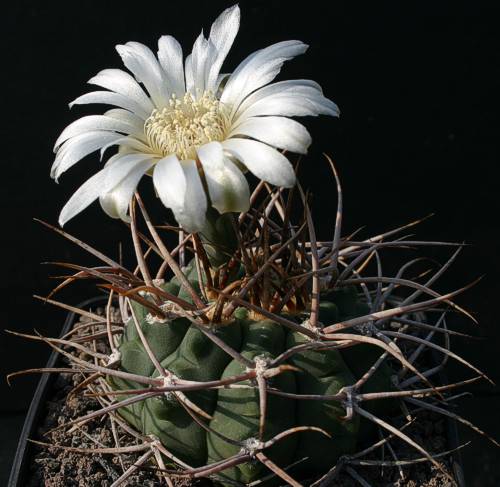 Gymnocalycium ochoterenai STO 679