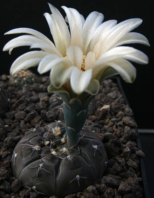 Gymnocalycium berchtii LB 320