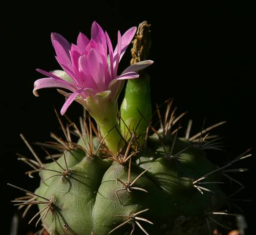 Gymnocalycium spec. VoS 49