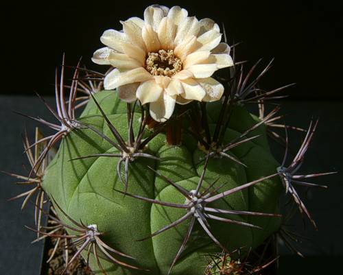 Gymnocalycium pflanzii var. paraguayense VoS 8