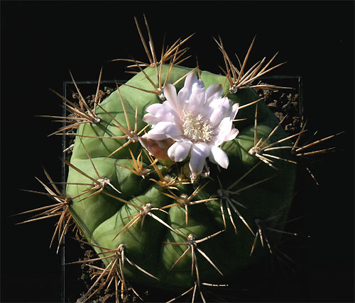 Gymnocalycium eurypleurum VoS 17