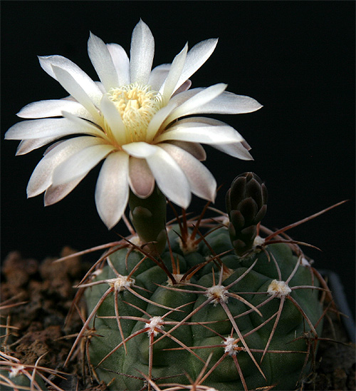 G. kroenleinii