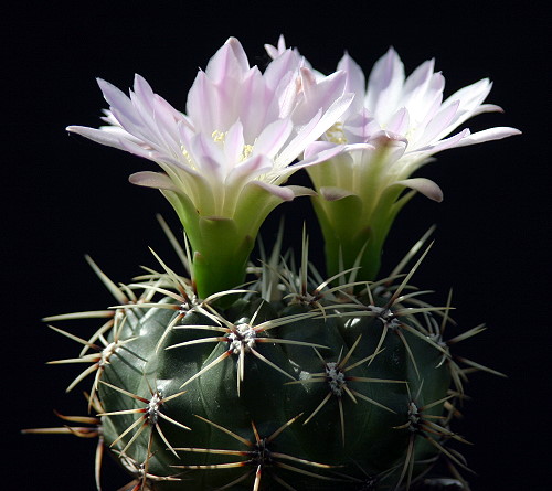 Gymnocalycium monvillei subsp. gertrudae LB 479