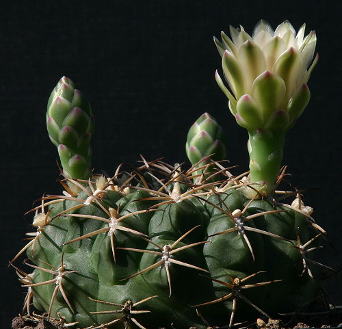 Gymnocalycium marsoneri P 230