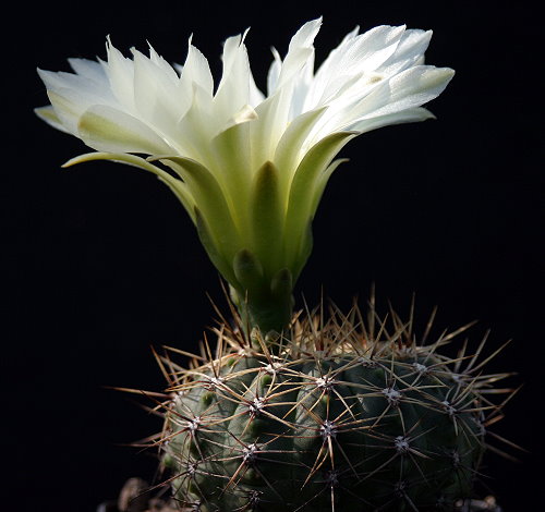 Gymnocalycium hyptiacanthum WP 89-059/073