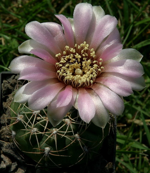 Gymnocalycium heidiae x STO 780