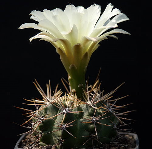 Gymnocalycium reductum P 94