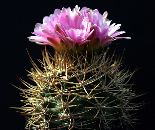 Gymnocalycium neuhuberi GN 88-77