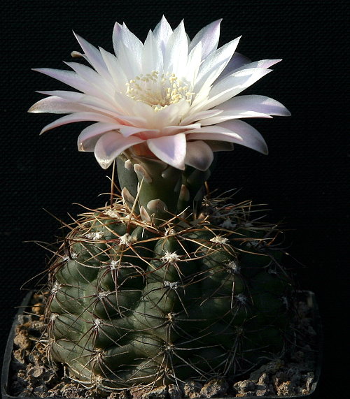 Gymnocalycium amerhauseri subsp. altagraciense STO 223