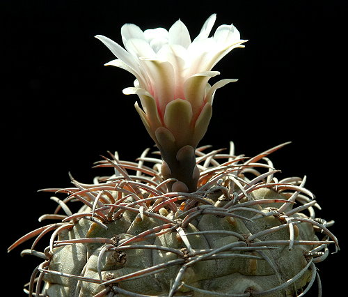 Die Gattung Gymnocalycium