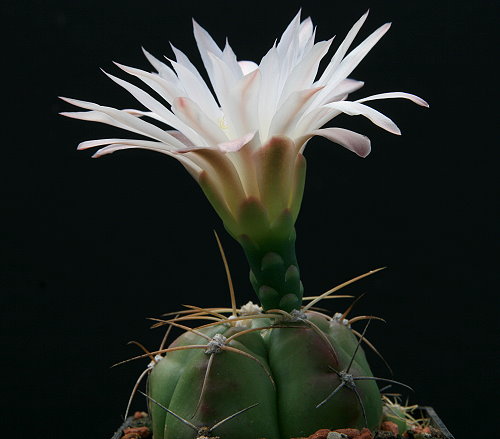 Gymnocalycium horstii WG 235