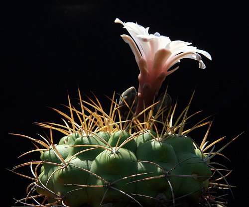 Gymnocalycium chiquitanum VoS 38