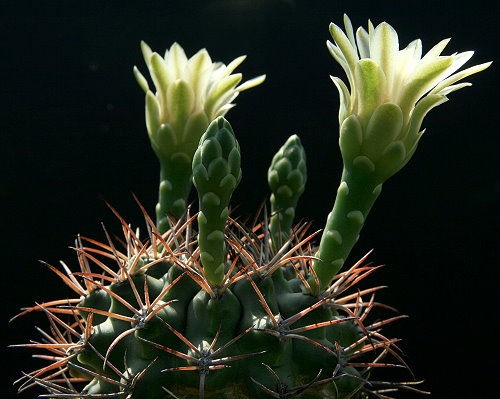 Gymnocalycium schickendantzii FR 444b