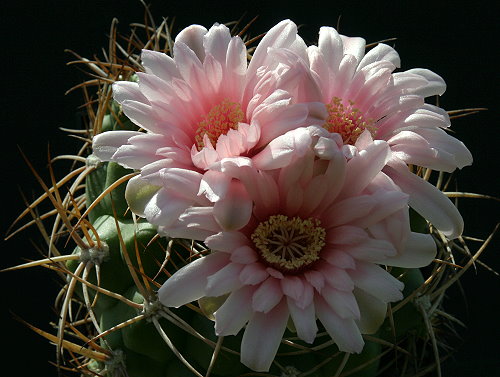 Gymnocalycium schuetzianum FR 430