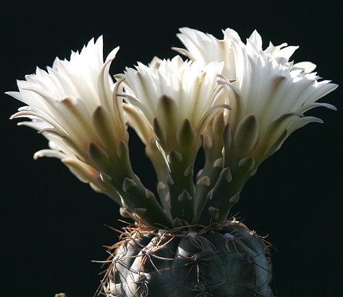 Gymnocalycium taningaense P 212