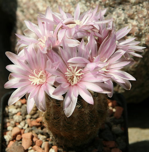 G. bruchii subsp. pavlowski