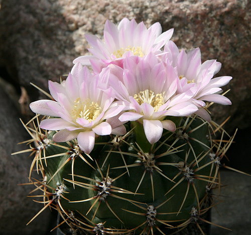 Gymnocalycium monvillei subsp. brachyanthum var. gertrudae LB 479