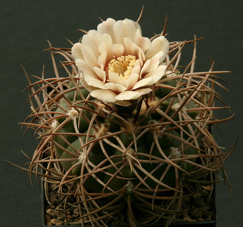 Gymnocalycium catamarcense subsp. schmidianum STO 60