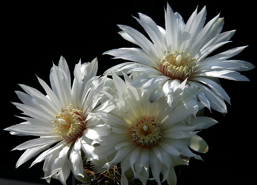 Gymnocalycium mesopotamicum P 241