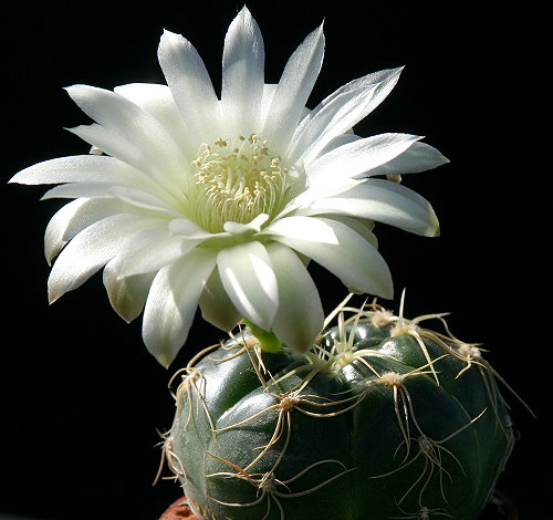 Gymnocalycium spec. PR 675