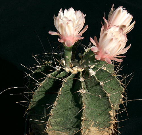 Gymnocalycium stenopleurum VoS 249