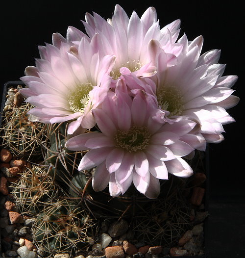 Gymnocalycium rauschii HT 408