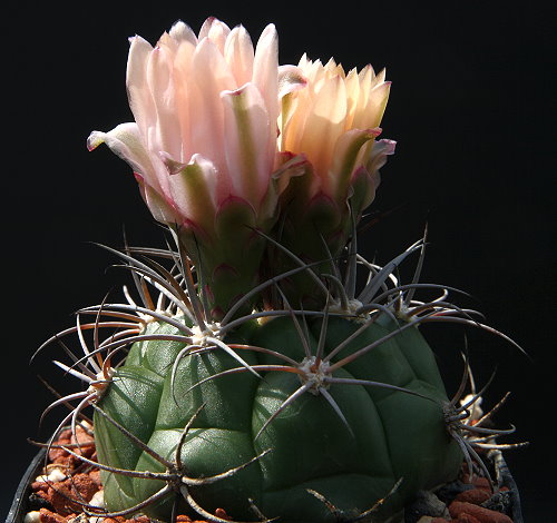 Gymnocalycium zegarrae var. riograndense VoS 509