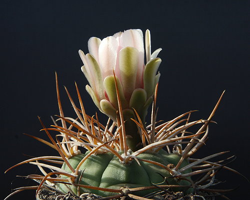 Gymnocalycium mazanense P 79