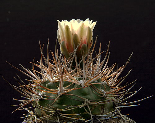 Gymnocalycium hossei STO 127