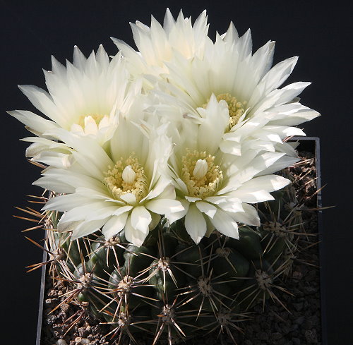 Gymnocalycium schatzlianum WR 541