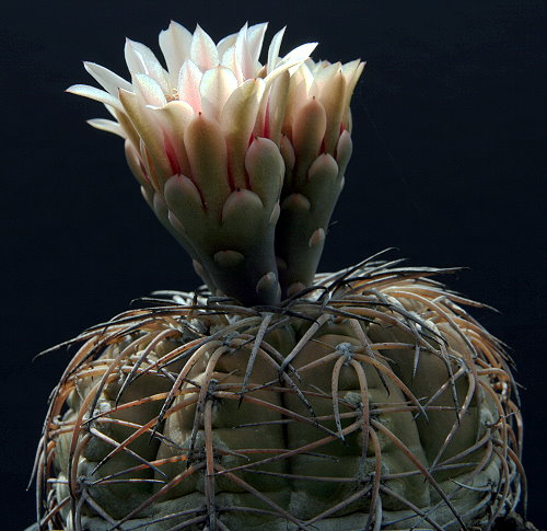 Gymnocalycium spegazzinii STO 139