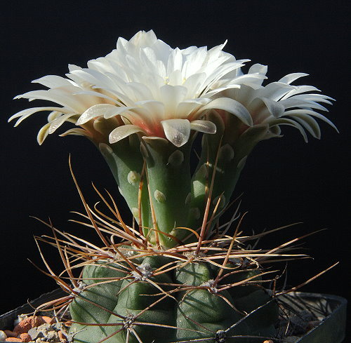 Gymnocalycium walteri HT 1139