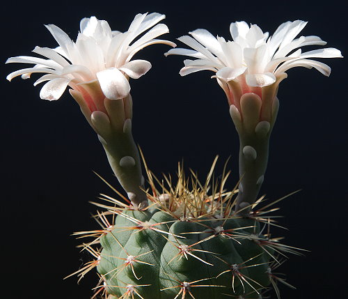 Gymnocalycium kuehhasii VoS 807