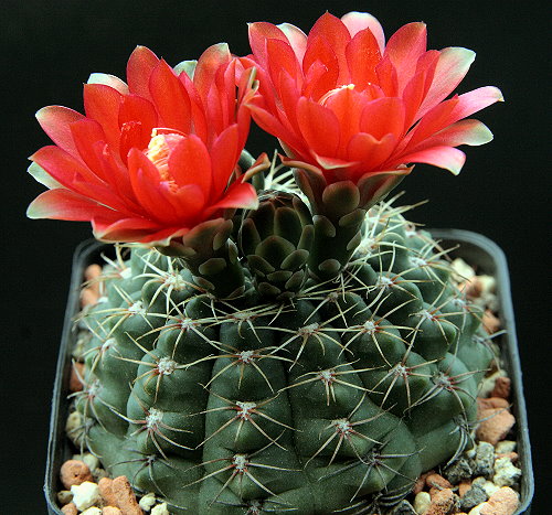 Gymnocalycium baldianum LB 1223