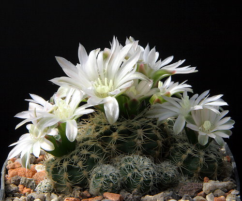 Gymnocalycium bruchii subsp. susannae LB 1373