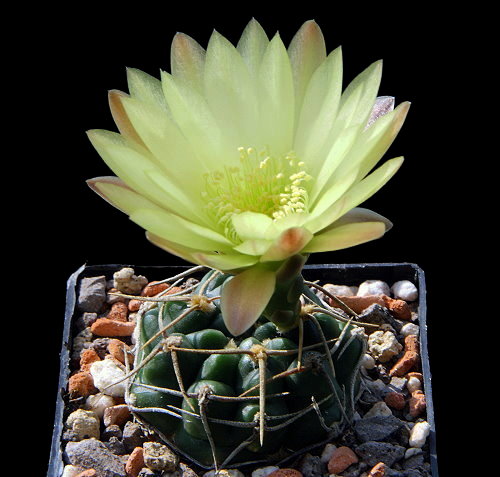 G. hyptiacanthum subsp. uruguayense 
Gf 271