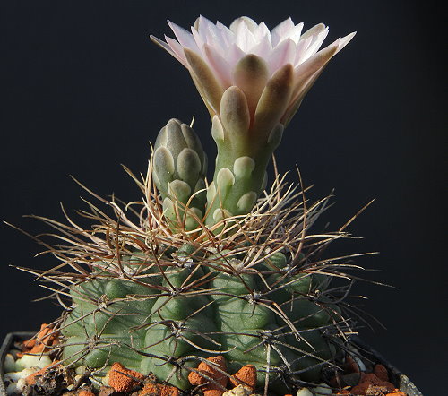 Gymnocalycium gaponii WP 356/751