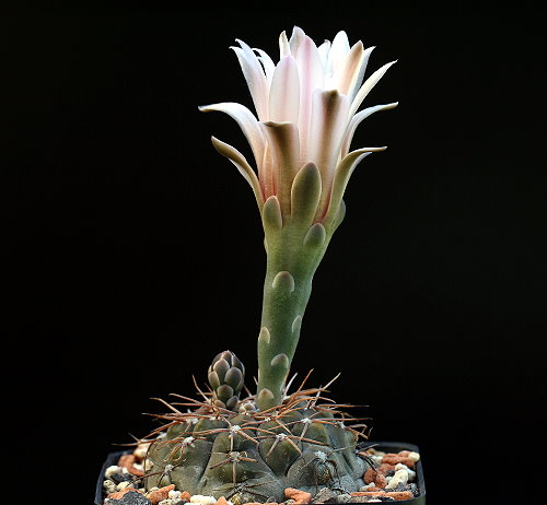 Gymnocalycium poeschlii VoS 184